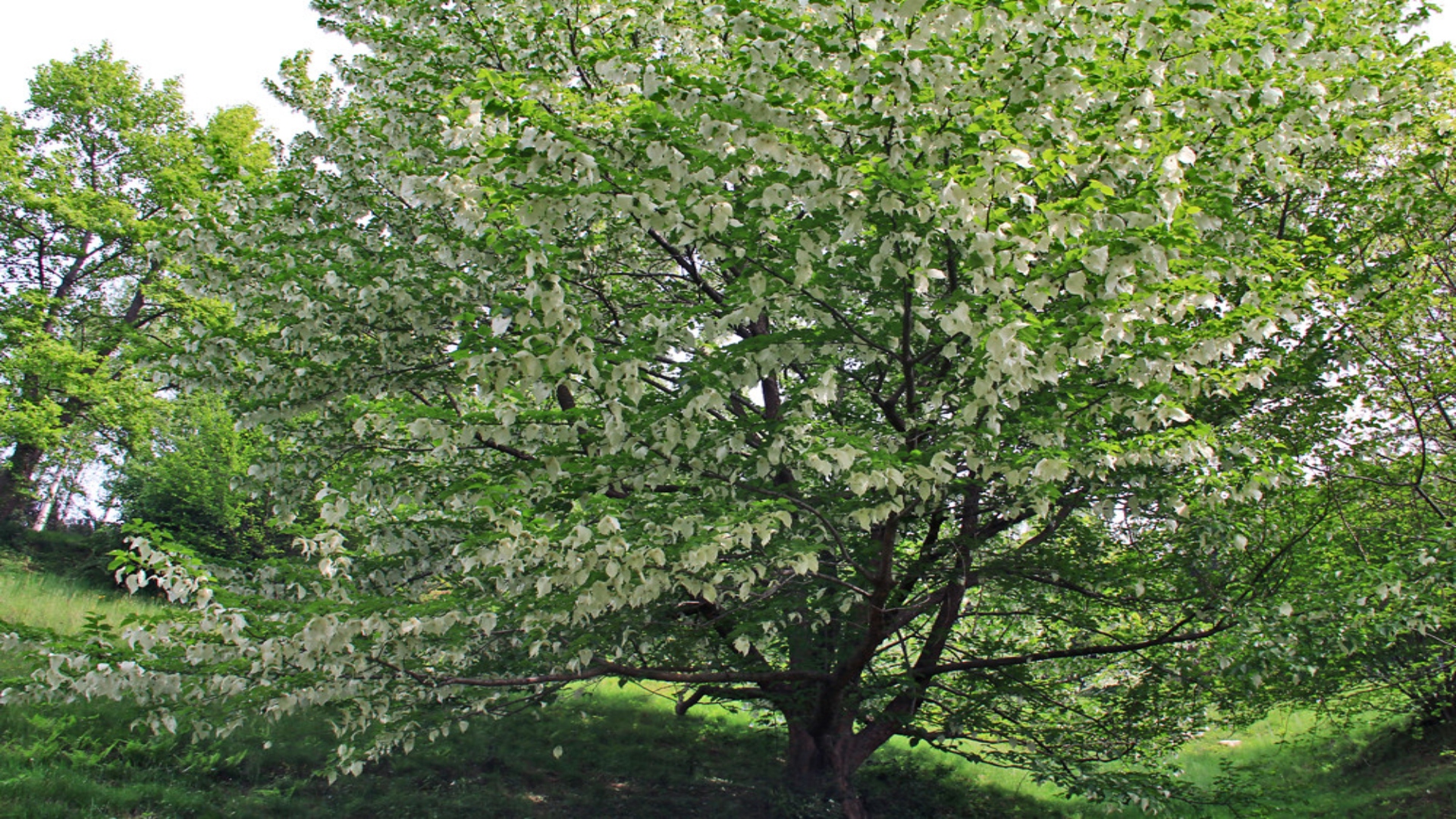 Fazzoletti Kleenex Take A Moment - 12 Scatole Con 4 Motivi, In Aid Of Mind - Foto 11